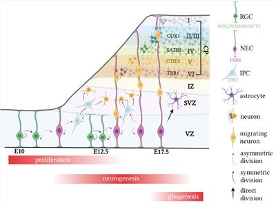 The impact of maternal immune activation on embryonic brain development